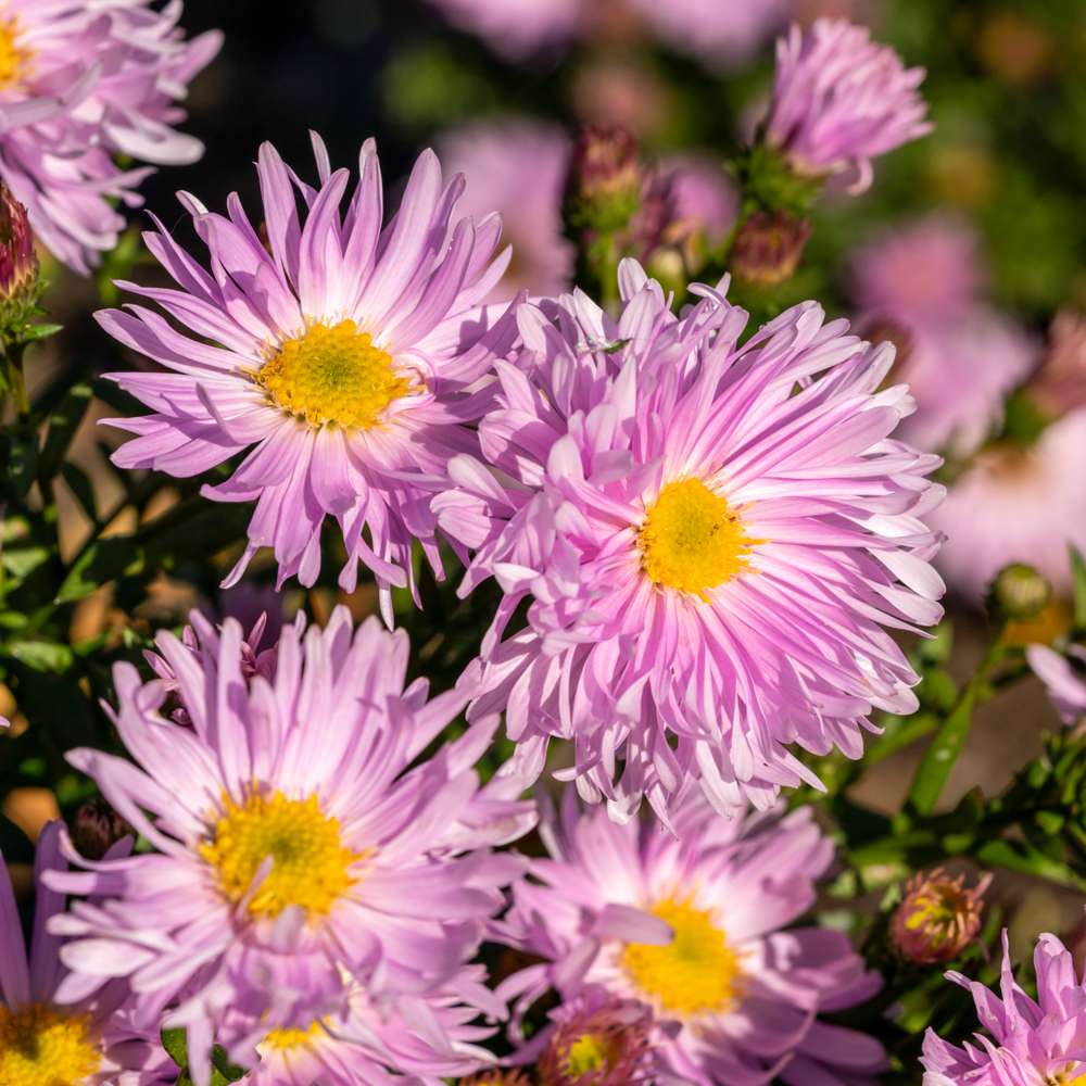 Asters 'Fellowship'